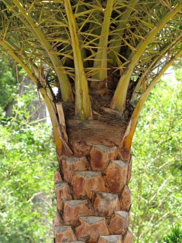 Alternative view of Lg. Indian Silver Date Palm Tree (phoenix sylvestris)
