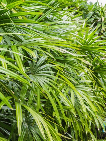 Alternative view of Lg. Clustering Lady Palm Tree (rhapis excelsa)
