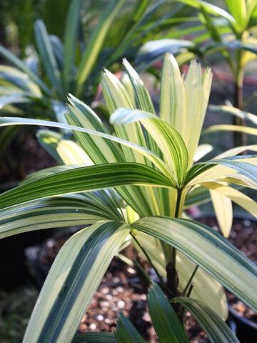 Alternative view of XL Variegated Japanese Lady Palm (rhapis excelsa)