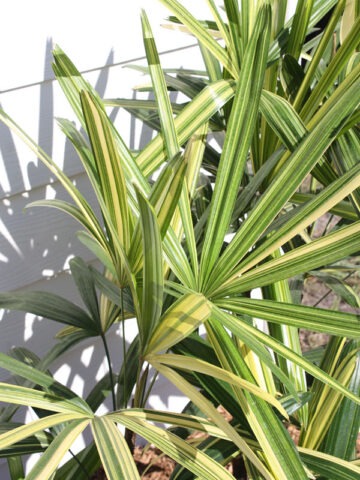 XL Variegated Japanese Lady Palm (rhapis excelsa)
