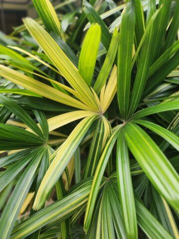 XL Variegated Japanese Lady Palm (rhapis excelsa) - Image 6