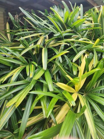 XL Variegated Japanese Lady Palm (rhapis excelsa) - Image 4
