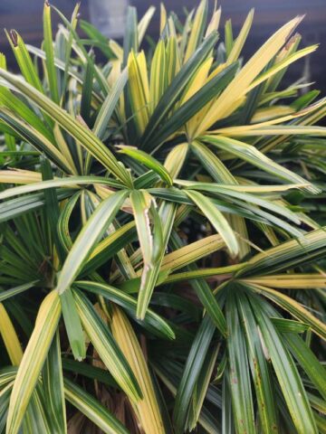 Alternative view of XL Variegated Japanese Lady Palm (rhapis excelsa)