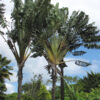 Lg. Giant Hawaiian Travelers Palm Tree (ravenala madagascariensis)