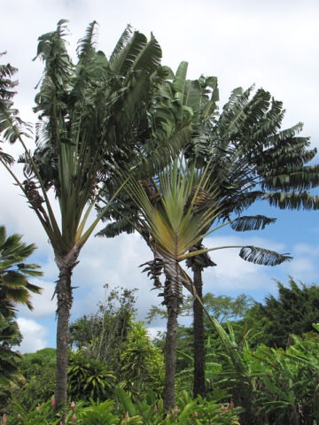 Lg. Giant Hawaiian Travelers Palm Tree (ravenala madagascariensis)