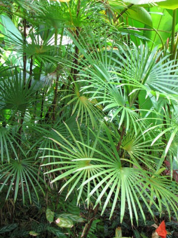 Alternative view of Lg. Clustering Finger Leaf Lady Palm (rhapis excelsa)