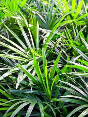 Lg. Clustering Finger Leaf Lady Palm (rhapis excelsa)