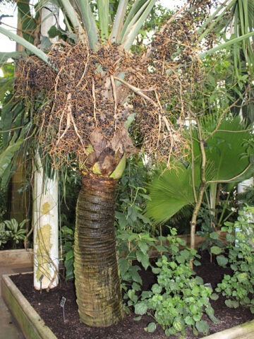 Alternative view of Lg. Bermuda Palmetto Palm Tree (sabal bermudana)