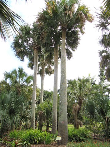 Alternative view of Lg. Massive Viking Palm Tree (sabal causiarum)