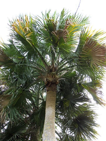 Lg. Massive Viking Palm Tree (sabal causiarum)