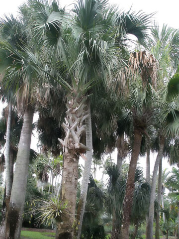 Lg. Hispaniola Palmetto Palm Tree (sabal domingensis)