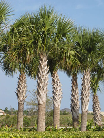 Alternative view of Lg. Cabbage Palmetto Palm Tree (sabal palmetto)