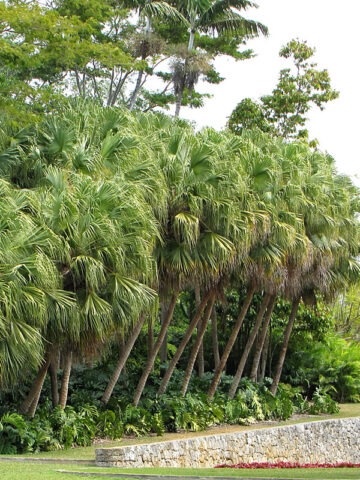 Lg. Cabbage Palmetto Palm Tree (sabal palmetto)