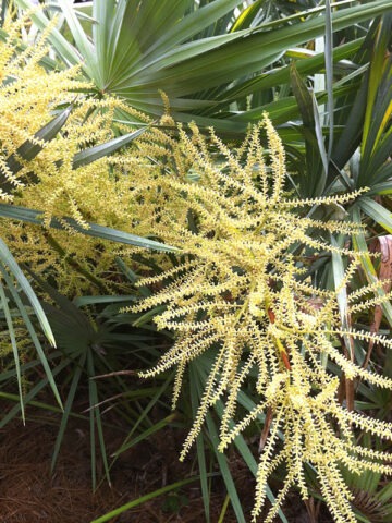 Alternative view of Lg. Green Saw Palmetto Palm (serenoa repens)