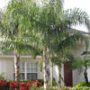 Lg. Queen Palm Tree (syagrus romanzoffiana)