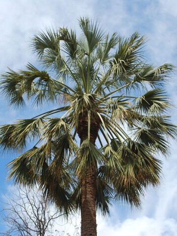 Alternative view of Lg. Silver Sonoran Palmetto Palm Tree (sabal uresana)