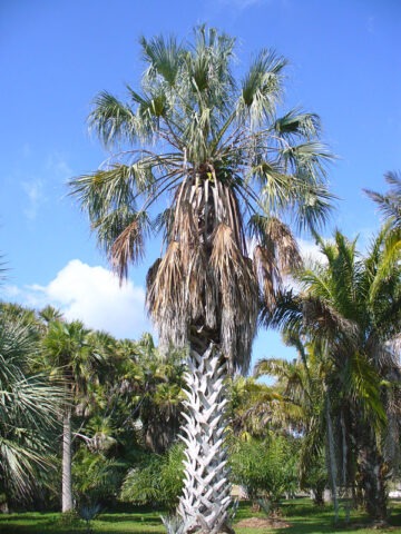 Lg. Silver Sonoran Palmetto Palm Tree (sabal uresana)