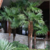 Lg. Cold Hardy Wind Mill Palm Tree (trachycarpus fortunei)