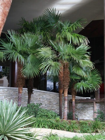 Lg. Cold Hardy Wind Mill Palm Tree (trachycarpus fortunei)