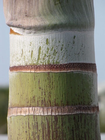 Alternative view of Lg. Foxtail Palm Tree (wodyetia bifurcata)