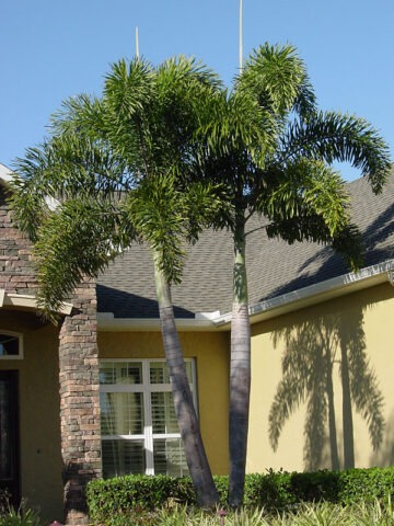 Lg. Foxtail Palm Tree (wodyetia bifurcata)