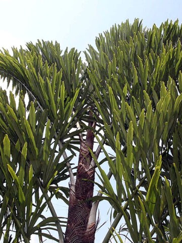 Alternative view of Lg. Two-Sided Distichous Fishtail Palm (wallichia disticha)