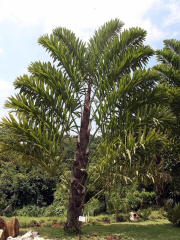 Lg. Two-Sided Distichous Fishtail Palm (wallichia disticha)