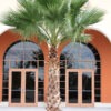 Lg. Venice Beach Fan Palm Tree (washingtonia robusta)