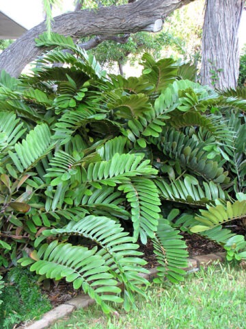 Lg. Cardboard Palm (cycad zamia furfuracea)