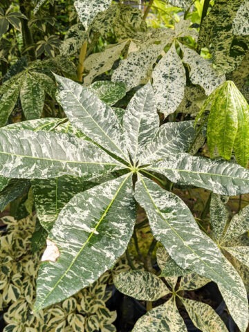 Lg. Caribbean Snow French Peanut Tree (pachira aquatica)