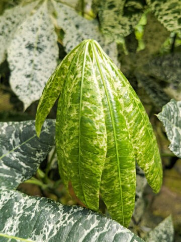 Alternative view of Lg. Caribbean Snow French Peanut Tree (pachira aquatica)