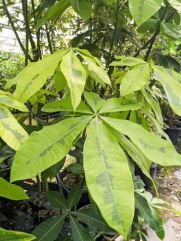 Lg. Variegated French Peanut Tree (pachira aquatica)