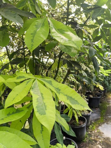 Alternative view of Lg. Variegated French Peanut Tree (pachira aquatica)