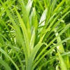 Lg. Asian Herb Pandan Leaf Plant (pandanus amaryllifolius)