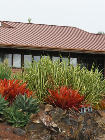 Alternative view of Lg. Baptistii Variegata Pandanus