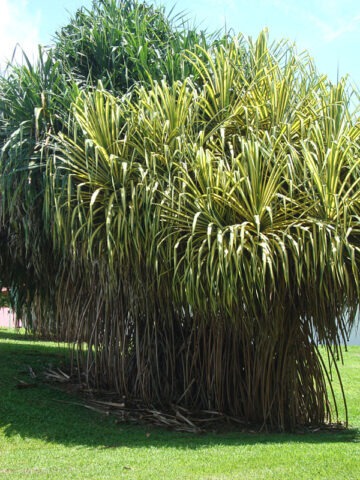 Alternative view of Lg. Golden Variegated Pandanus Tectorius Large Form