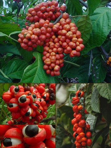 Alternative view of Lg. Grow Your Own Guarana Bush (paullinia cupana)