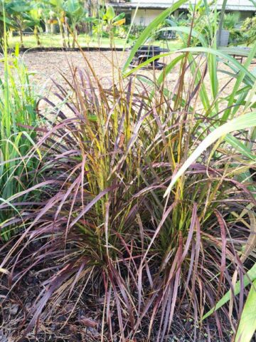 Alternative view of Lg. Red Fountain Grass (pennisetum setaceum)