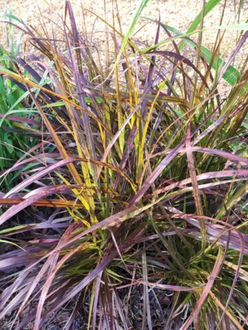 Lg. Red Fountain Grass (pennisetum setaceum) - Image 4