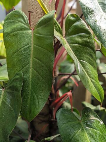 Philodendron Anderson Red Plant