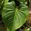 Lg. Philodendron Asperatum Plant