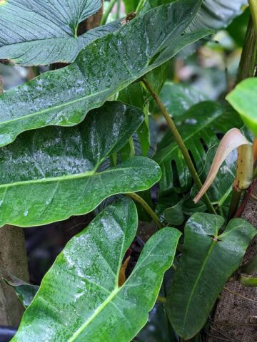 Philodendron Atabapoense Plant