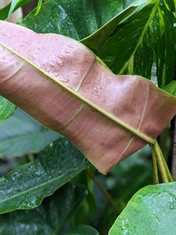 Alternative view of Philodendron Atabapoense Plant