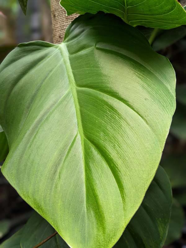 Lg. Philodendron Atratum cf Dodsonii Plant - Image 4
