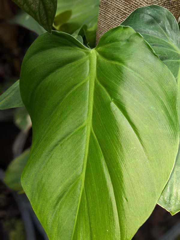 Lg. Philodendron Atratum cf Dodsonii Plant - Image 3