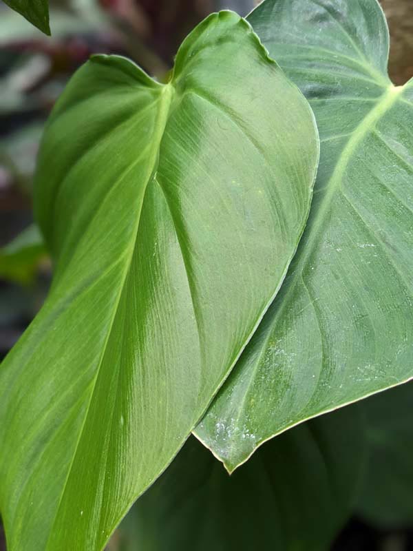 Lg. Philodendron Atratum cf Dodsonii Plant