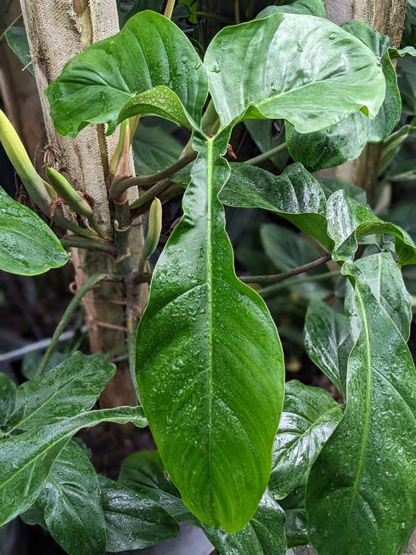 Lg. Philodendron 69686 Bunny Ears Plant