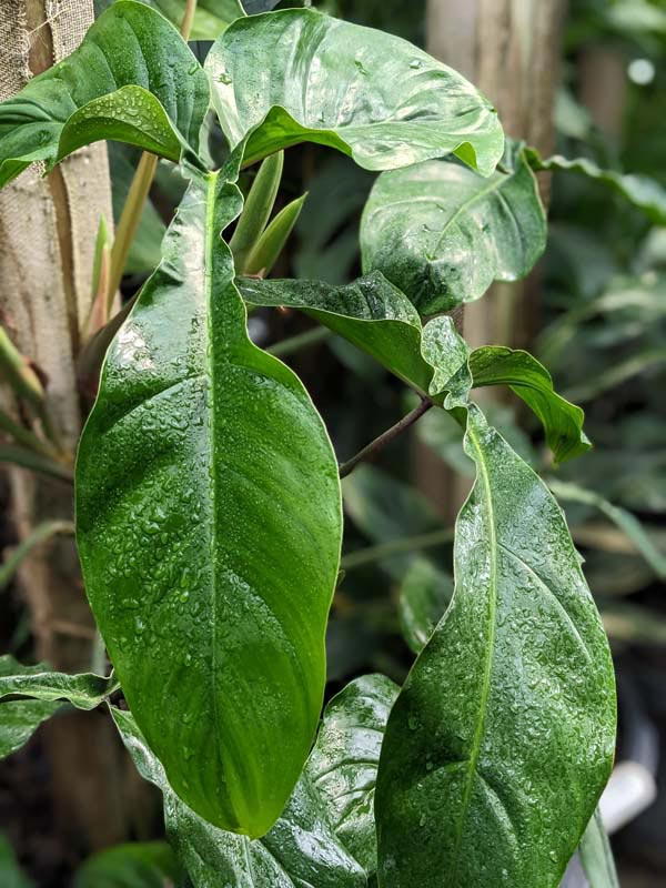 Lg. Philodendron 69686 Bunny Ears Plant - Image 2