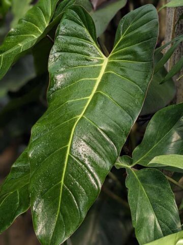 Philodendron Bernardopazii Plant