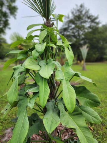 Philodendron Bipennifolium Glaucous Blue Hue Plant
